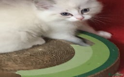 Ragdoll cats for sale:  Ragdoll Kittens HCM and PKD genes clear - Image 8