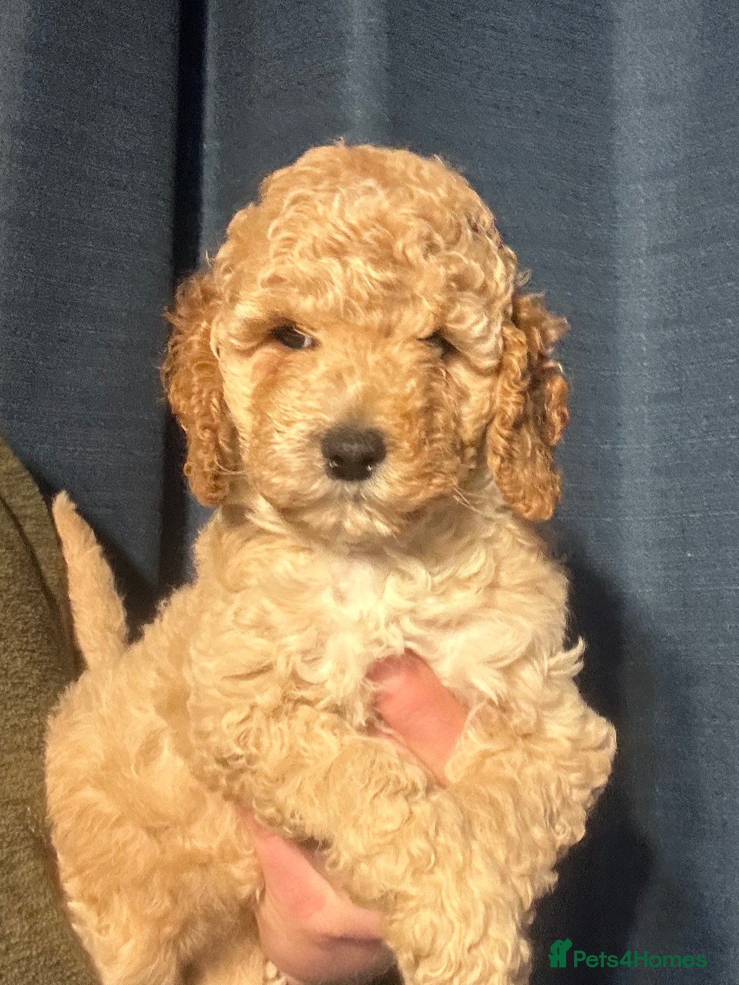 Cockapoo dogs Show Type Cockapoo Puppies - DNA tested parents - Advert 1