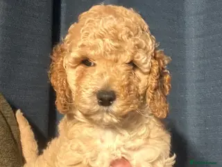 Cockapoo dogs Show Type Cockapoo Puppies - DNA tested parents - Advert 1