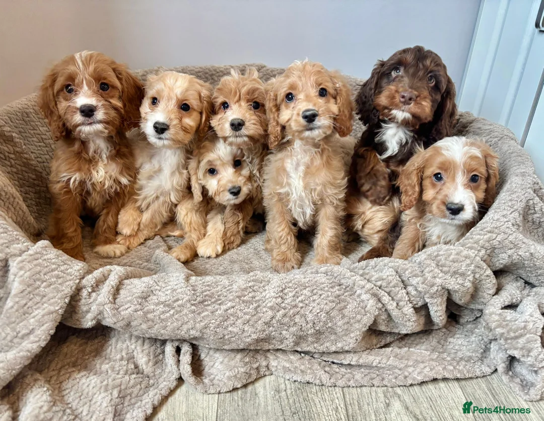 Cockapoo dogs for sale: Cockapoo Puppies Ready Now - Advert 2