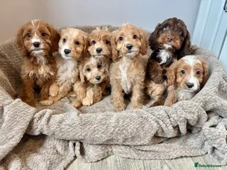 Cockapoo dogs Cockapoo Puppies Ready Now - Advert 6
