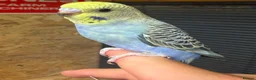 Budgerigars birds for sale: Young budgies for sale   - Advert 4