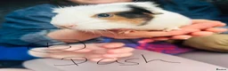 Guinea Pig rodents for sale: We have two litters of guinea pigs - Advert 5