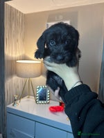 Mixed Breed dogs - Advert 3