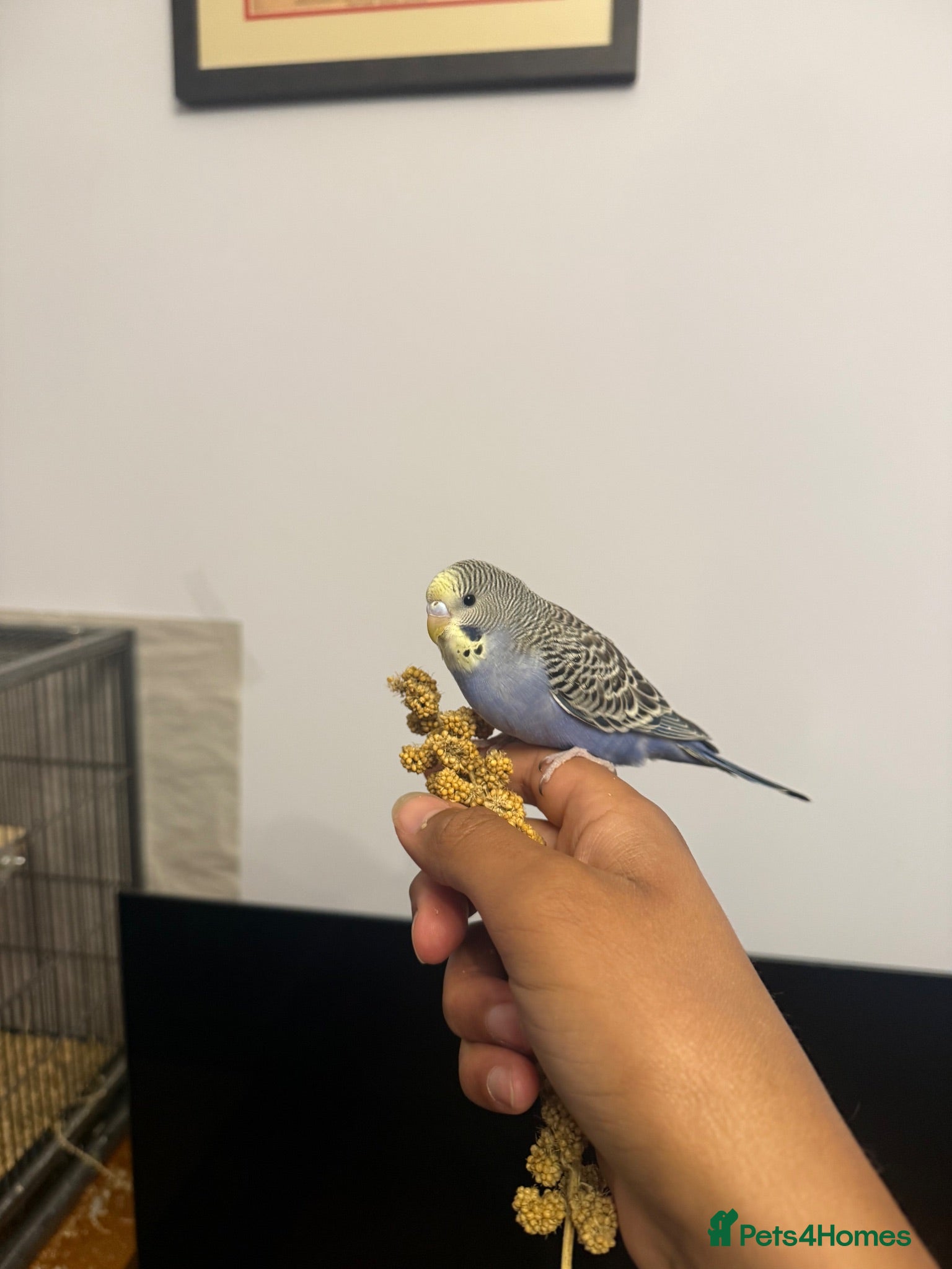 Budgerigars birds Hand Tame Baby Budgies - Advert 12