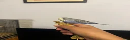 Budgerigars birds for sale: Hand Tame Baby Budgies - Advert 1