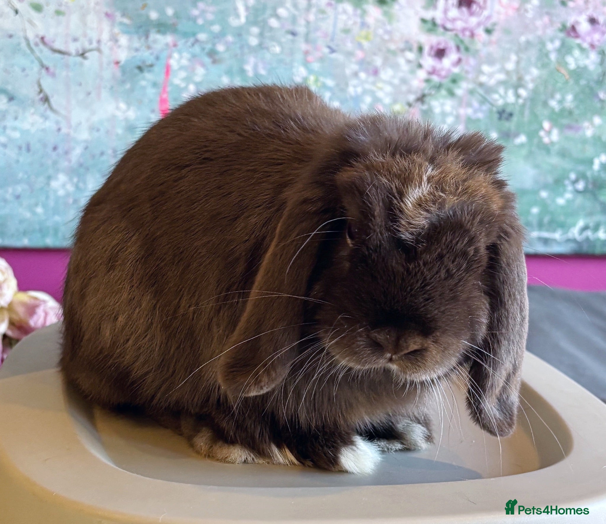 Mini Lop rabbits Beautiful Mini Lops Available  - Advert 2