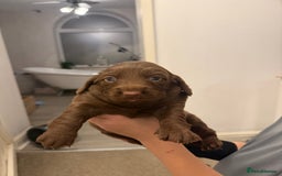 Mixed Breed dogs for sale: Beautiful Doxiepoos - Image 1