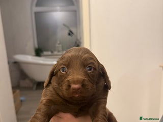 Mixed Breed dogs - Advert 13