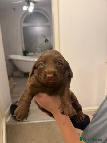 Mixed Breed dogs - Advert 18