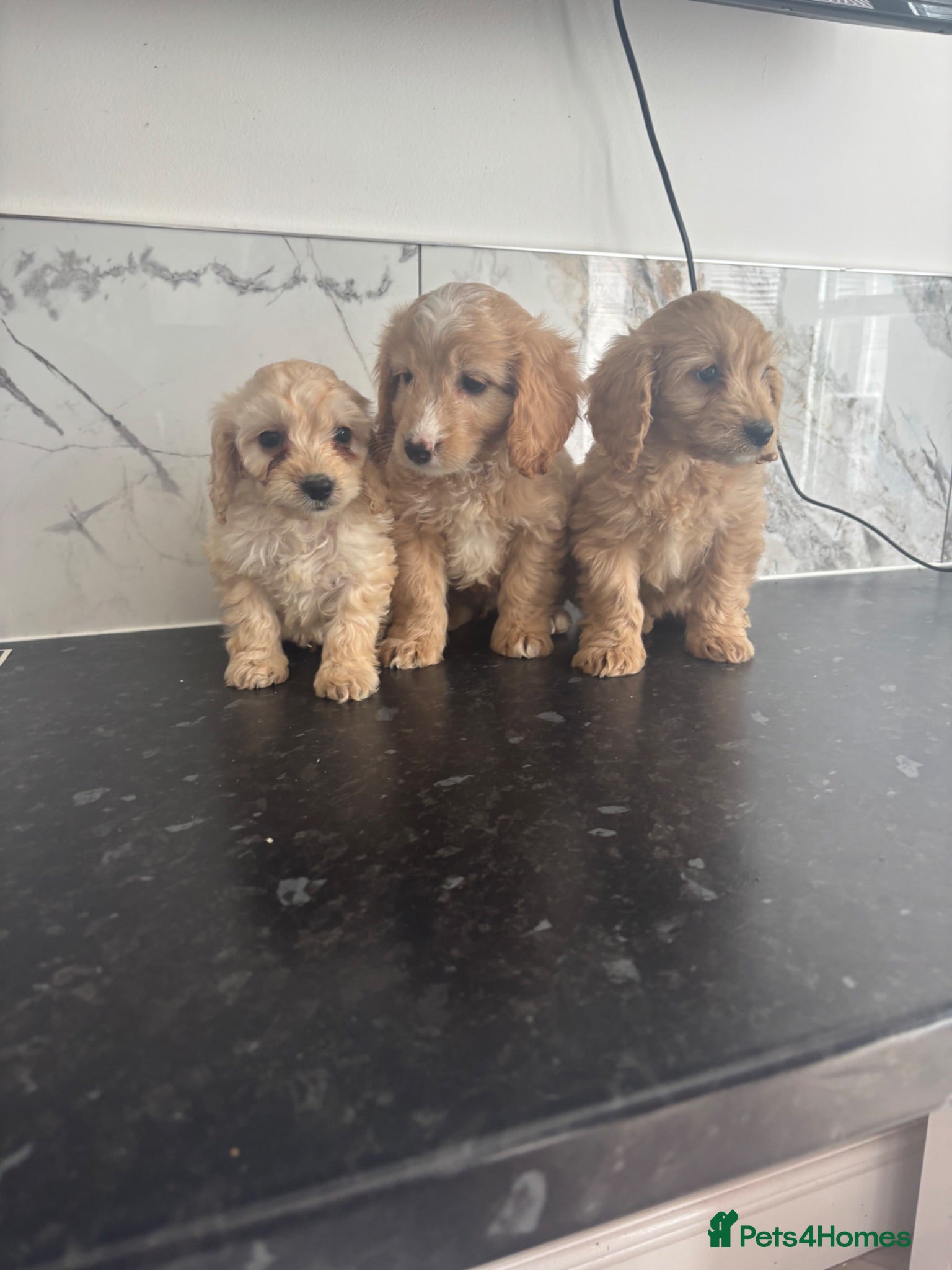 Cavapoo dogs 🐶 Reduced Quality Cavapoo puppies toy poodle  - Advert 7