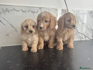 Cavapoo dogs 🐶 Reduced Quality Cavapoo puppies toy poodle - Advert 7