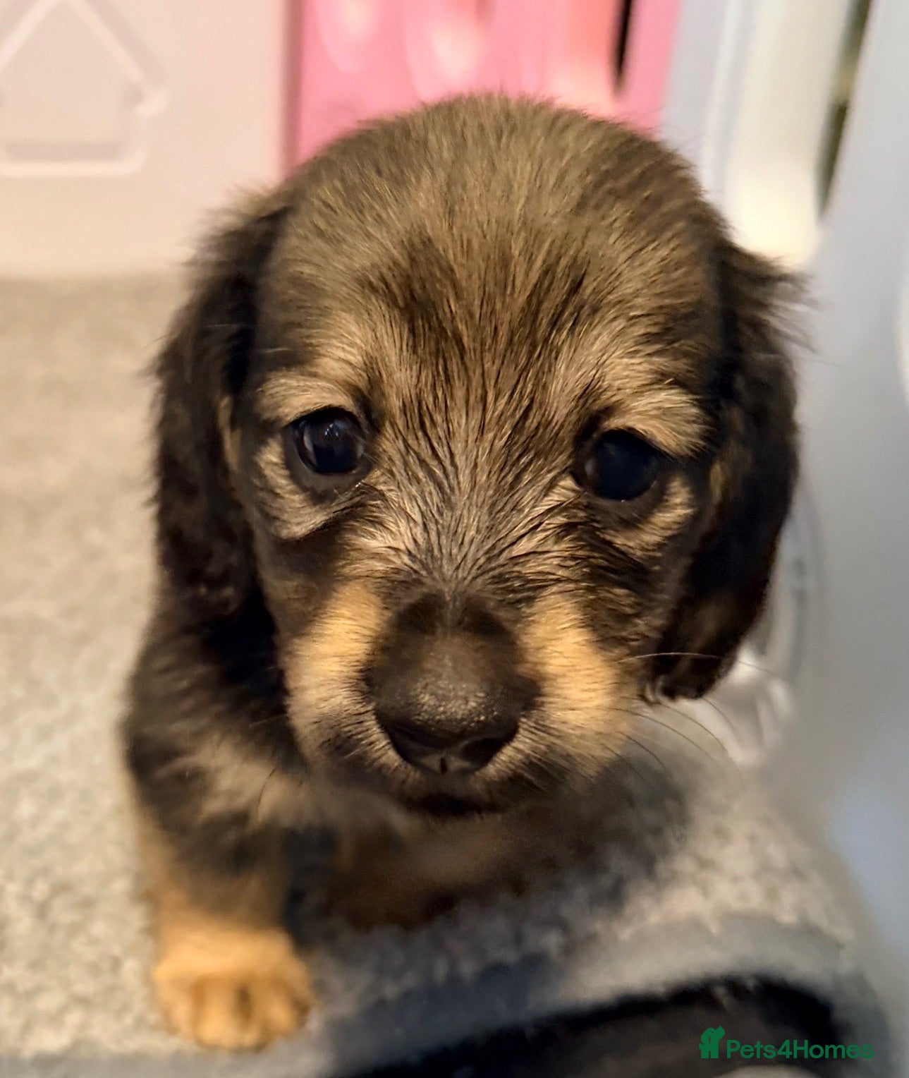 Miniature Dachshund dogs Shaded cream tiny amazing dachshunds puppies - Advert 6