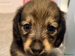 Miniature Dachshund dogs Shaded cream tiny amazing dachshunds puppies - Advert 6