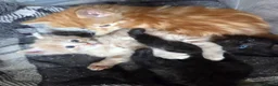 Mixed Breed cats for sale: 3 friendly and fluffy male kittens  - Advert 3