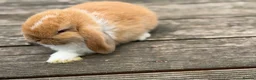 Mini Lop rabbits for sale: Three cute mini lops. - Advert 5