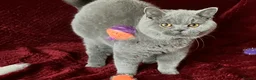 British Shorthair cats for sale: GCCF British Shorthair Boy Stunning Amber Eyes Now - Advert 7
