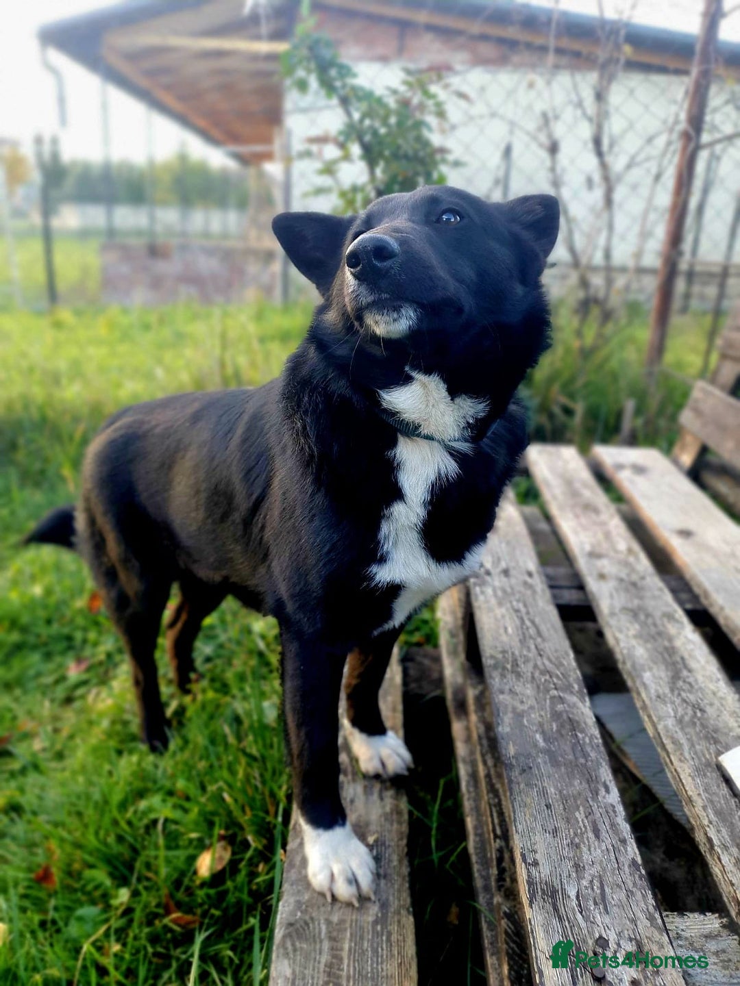 Mixed Breed dogs for adoption: 💖🐶 ALPHA 🐶💖 - Advert 3