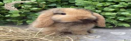 Mini Lop rabbits for sale: Gorgeous Pure Bred Mini Lops - Advert 2