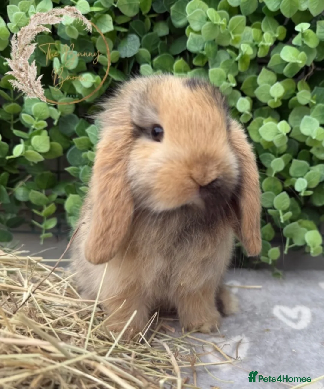 Mini Lop rabbits for sale: Gorgeous Pure Bred Mini Lops - Advert 2