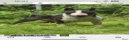 Bull Terrier dogs for sale: Beautiful puppy looking for forever home  - Advert 3