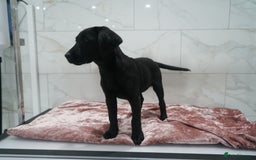 Labrador Retriever dogs for sale: Exceptional Health Tested KC Labrador Puppies - Image 14