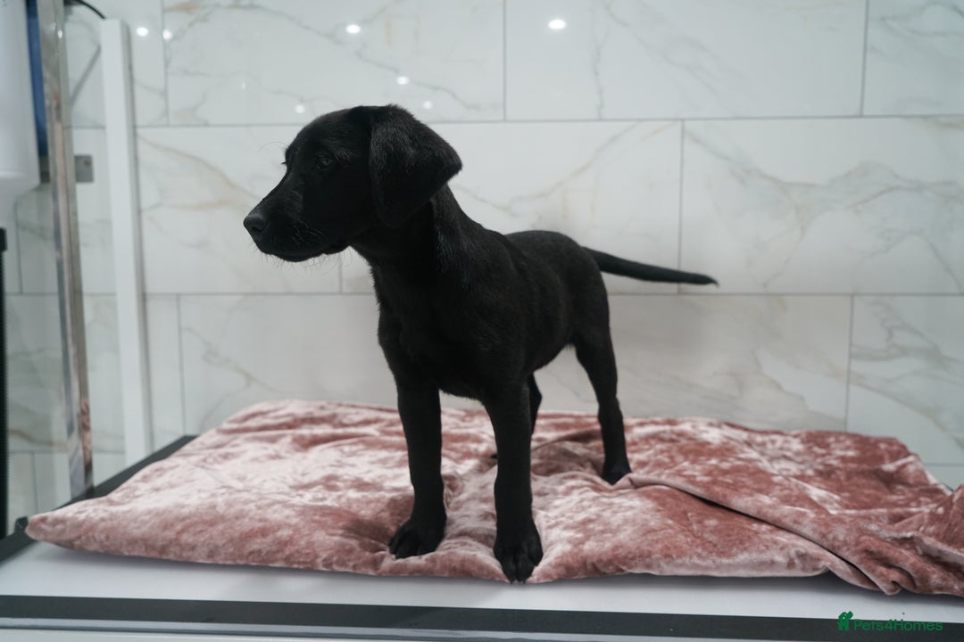 Labrador Retriever dogs for sale: Exceptional Health Tested KC Labrador Puppies - Image 14