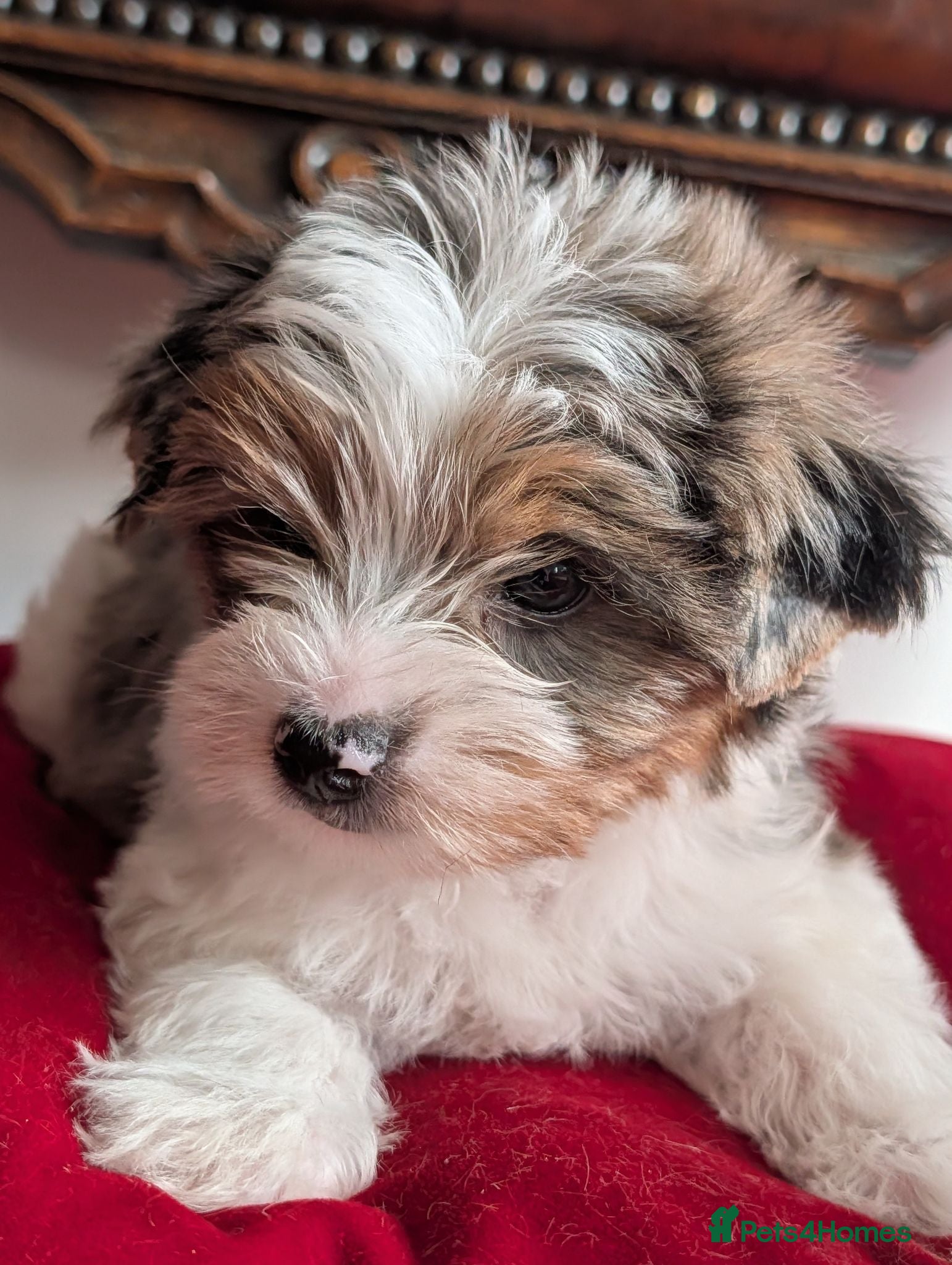 Yorkshire Terrier dogs Rare Biewer Yorkie puppies\Pedigree  - Advert 11