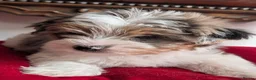 Yorkshire Terrier dogs for sale: Rare Biewer Yorkie puppies\Pedigree  - Advert 1
