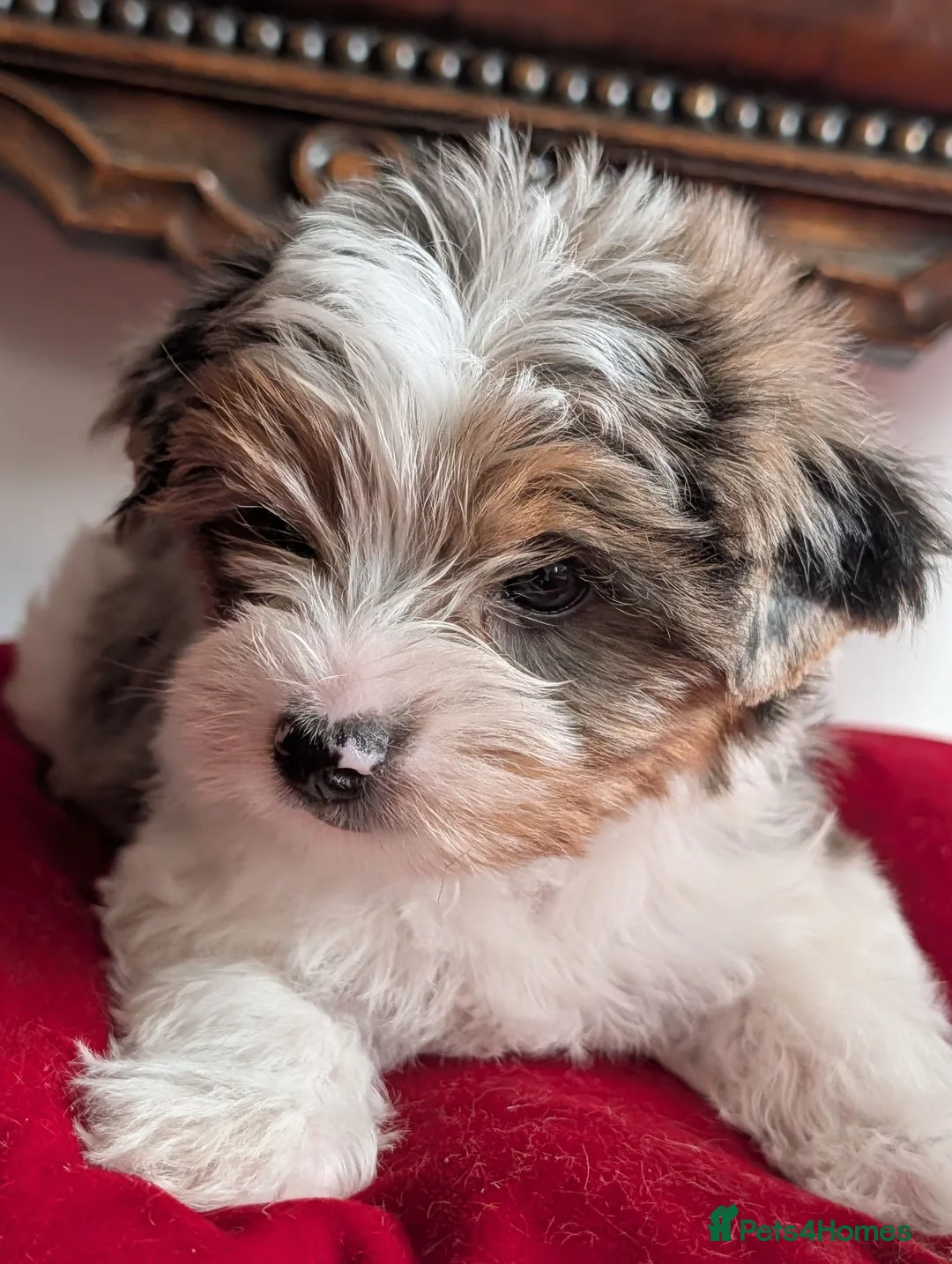 Yorkshire Terrier dogs for sale: Rare Biewer Yorkie puppies\Pedigree  - Advert 1