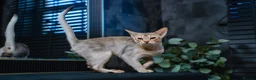 Abyssinian cats for sale: Silver Abyssinian Boy-READY NOW-Champion Line - Advert 22