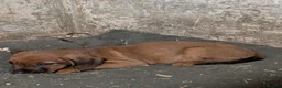 Mixed Breed dogs for sale: 4 beautiful springer x Lakeland puppies  - Advert 12