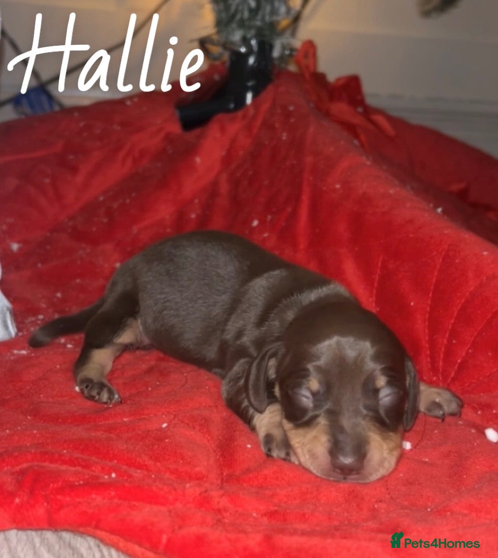 Miniature Dachshund dogs miniature dachshunds - Advert 1