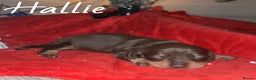 Miniature Dachshund dogs for sale: miniature dachshunds - Advert 1