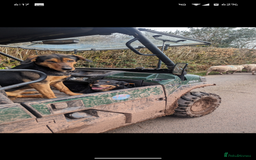 Huntaway dogs for sale: CHUNKY HUNTAWAY PUPPIES FOR SALE  - Image 9