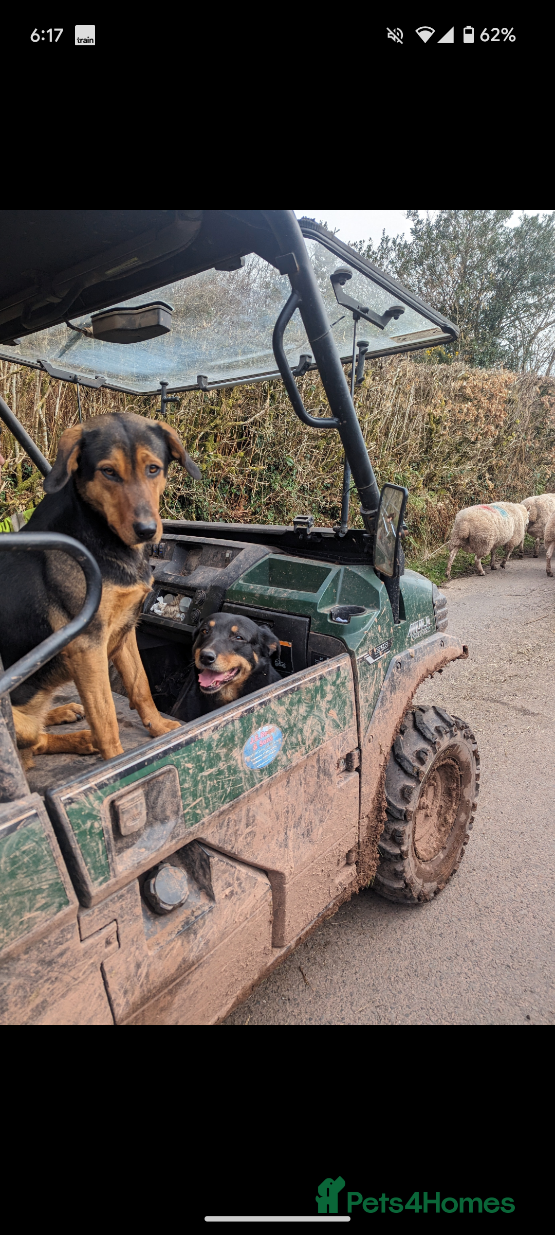 Huntaway dogs for sale: CHUNKY HUNTAWAY PUPPIES FOR SALE  - Image 9