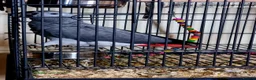 Parrots birds for sale: African Grey very Talkative,Intelligent & Friendly - Advert 3