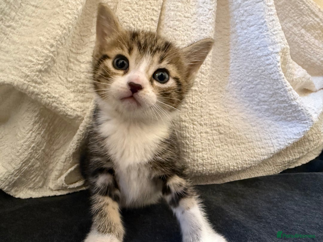 Domestic Shorthair cats for sale: 5 gorgeous kittens for sale - Image 1