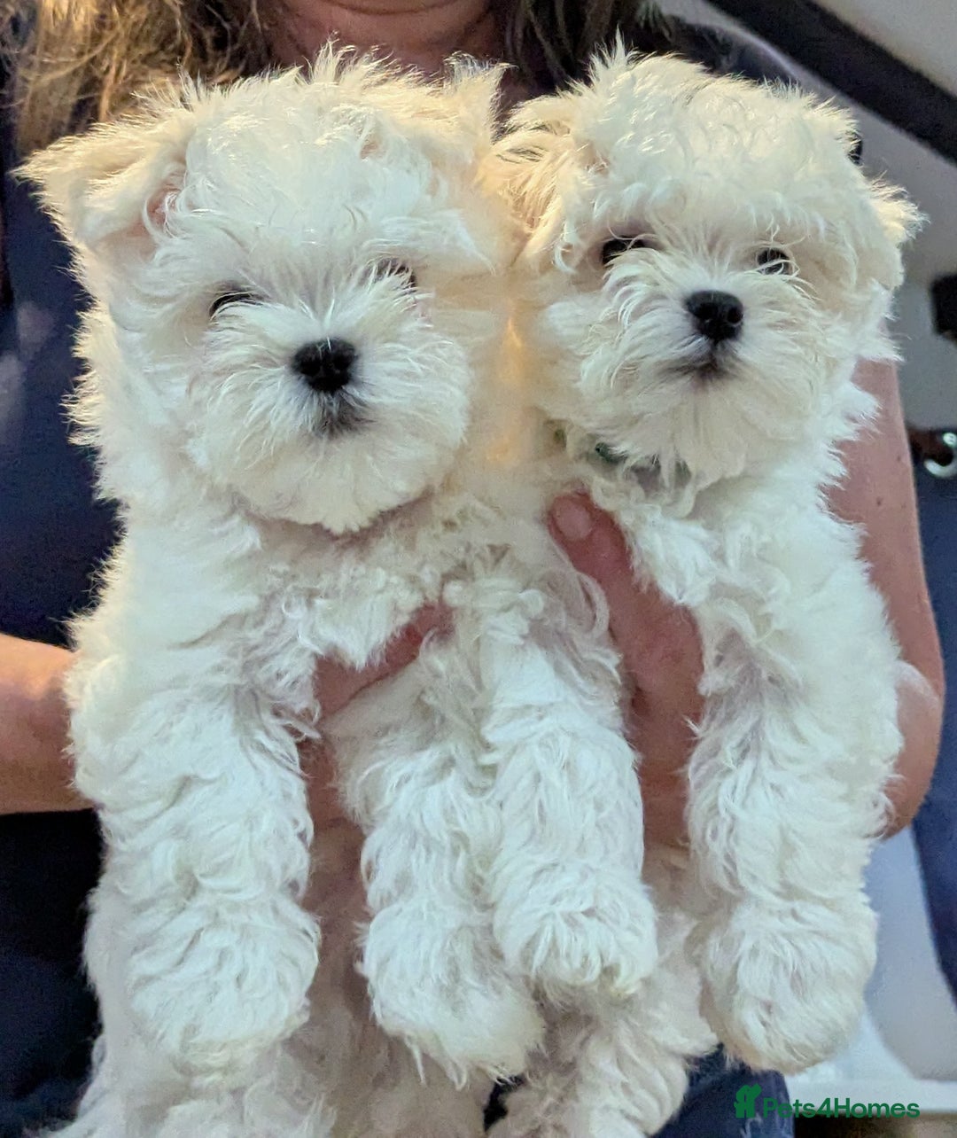 Maltese dogs for sale: Gorgeous KC pedigree Maltese puppy boy - Image 9