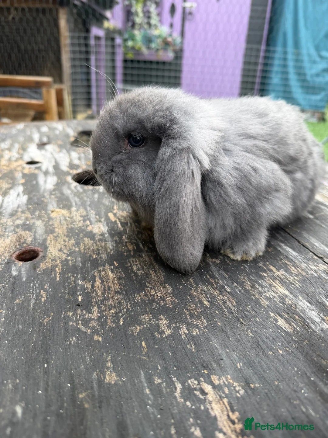 French Lop rabbits for sale: French lops  - Advert 11