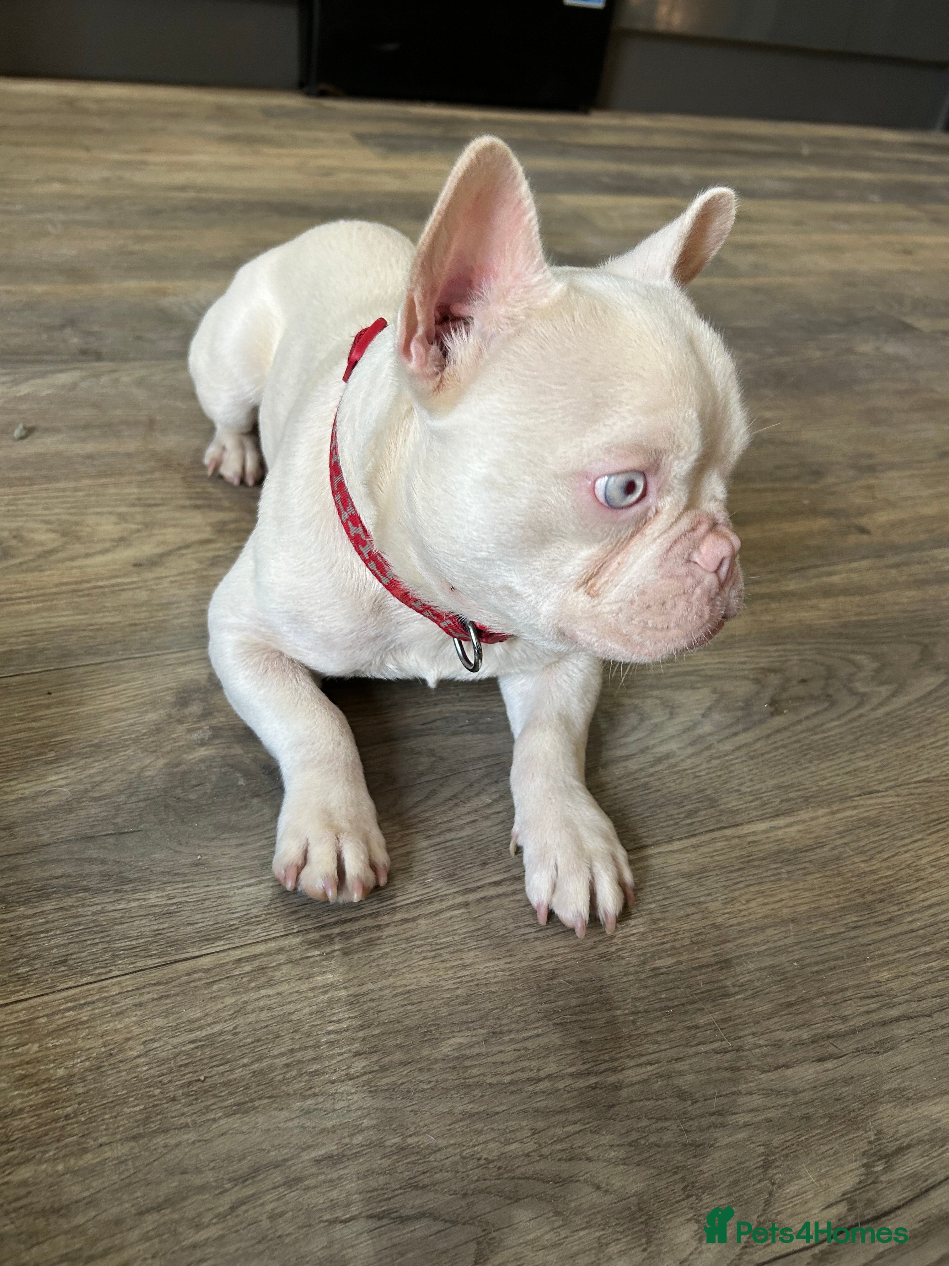 French Bulldog dogs Pink French bulldog male - Advert 2