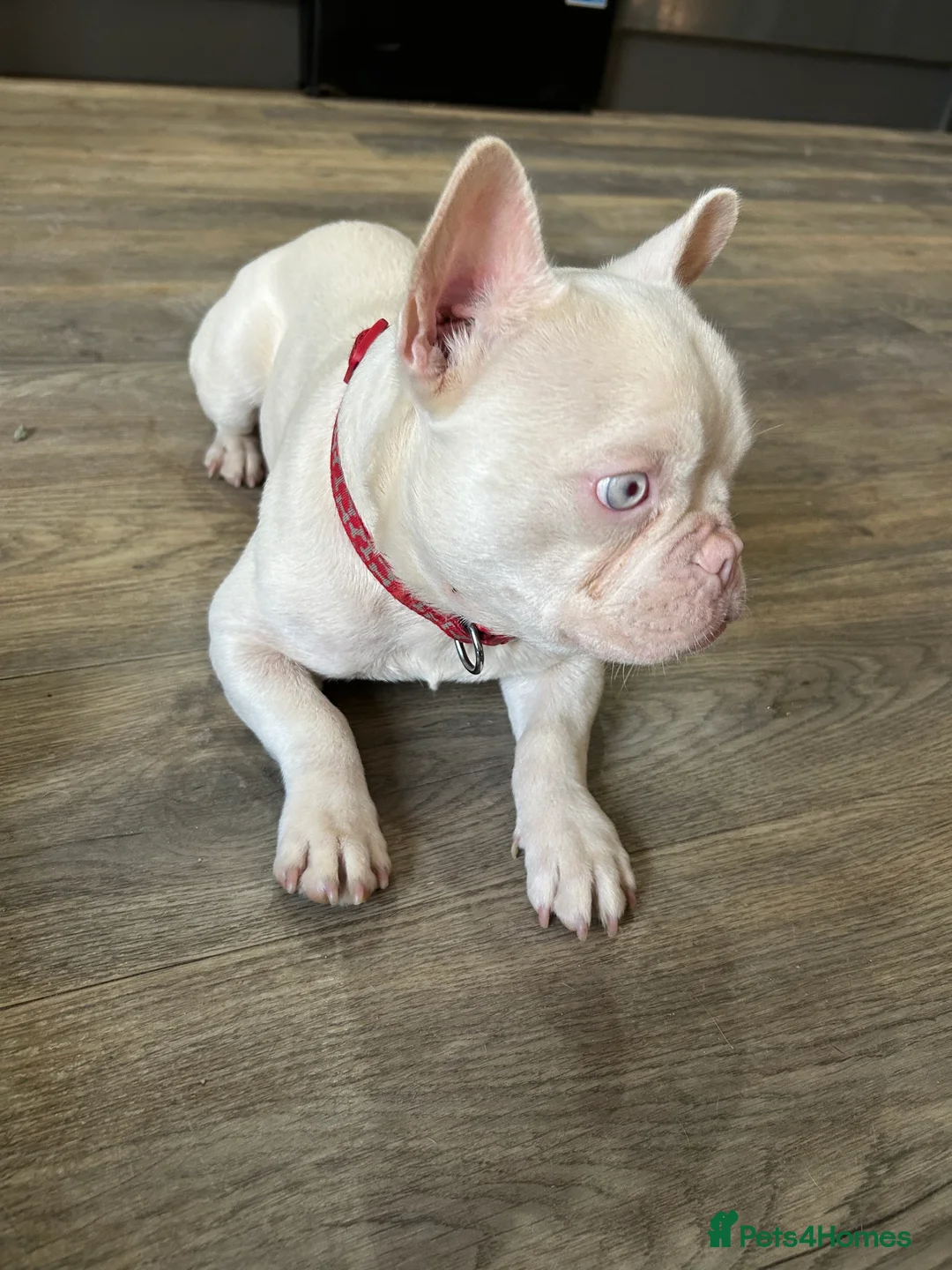 French Bulldog dogs for sale: Pink French bulldog male - Advert 1
