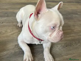 French Bulldog dogs Pink French bulldog male - Advert 2