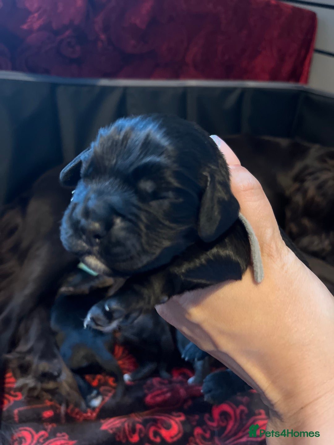 Cocker Spaniel dogs for sale: Cocker spaniels 🐶  - Advert 20