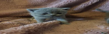 British Shorthair 1