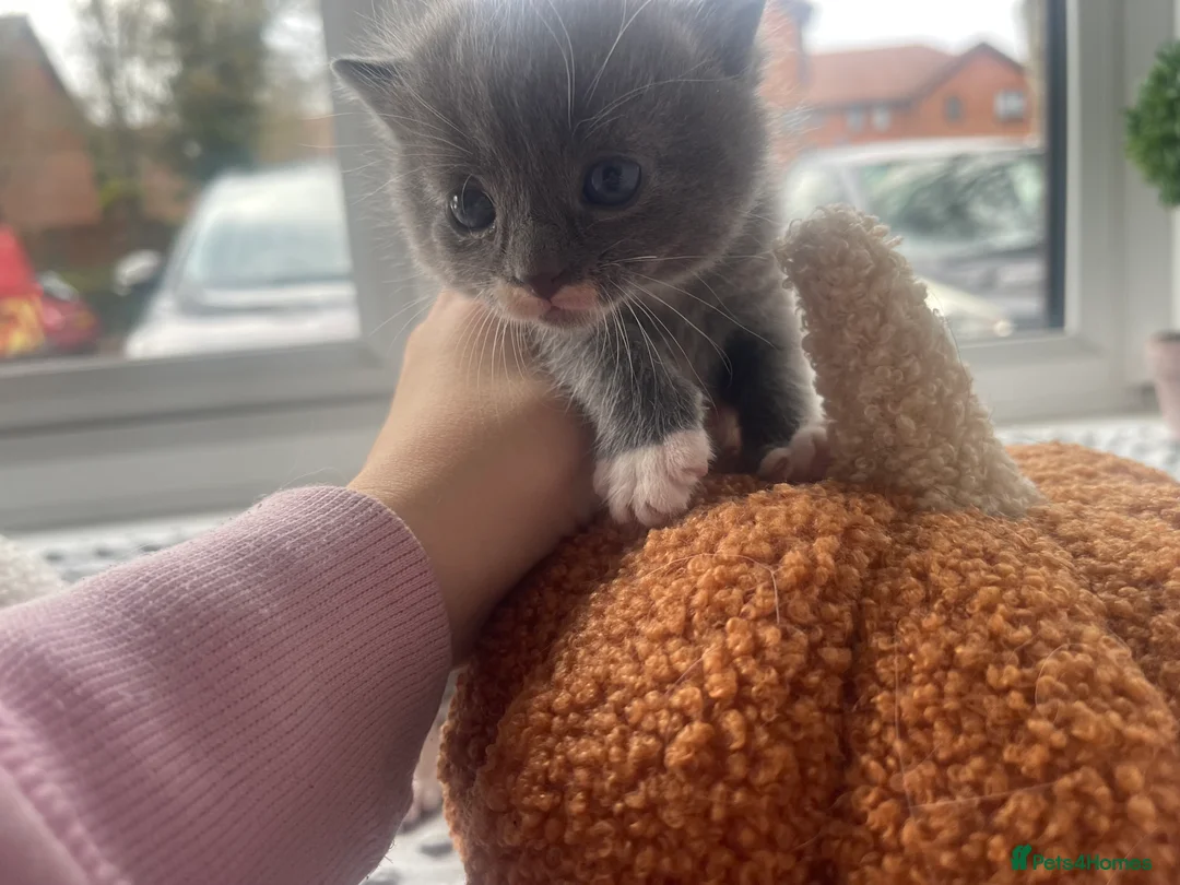 Mixed Breed cats for sale: All reserved  - Advert 12