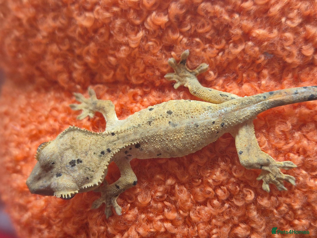 Gecko reptiles for sale: Beautiful Unsexed Crested Geckos ⬇️  - Image 11
