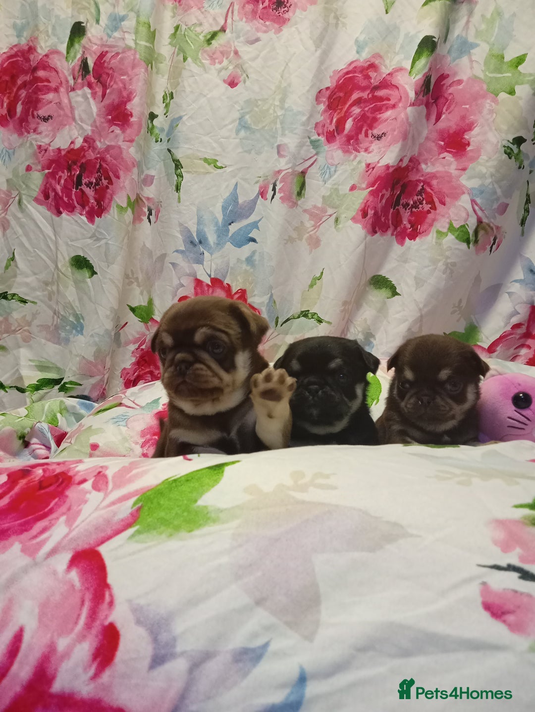 Pug dogs for sale: Pug puppies  - Advert 10