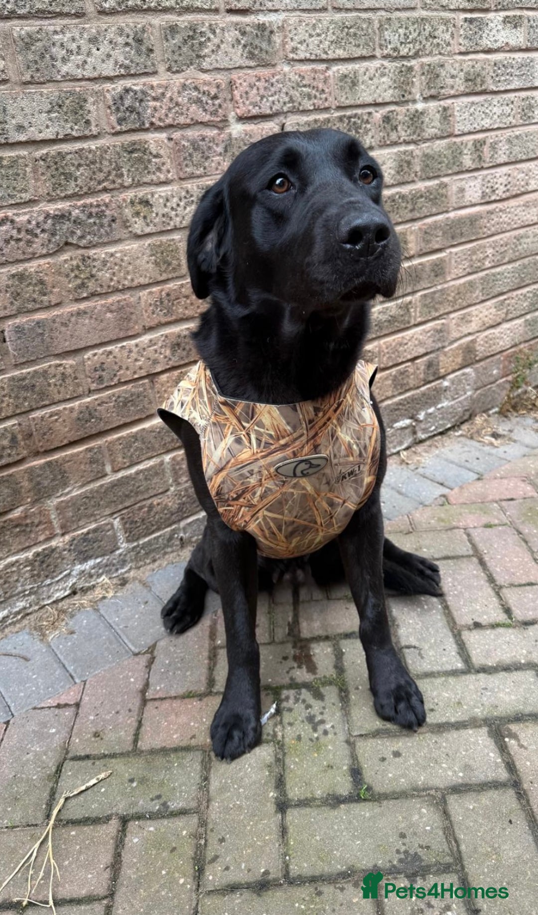 Labrador Retriever dogs for sale: Gorgeous Black Lab Pups - Image 2