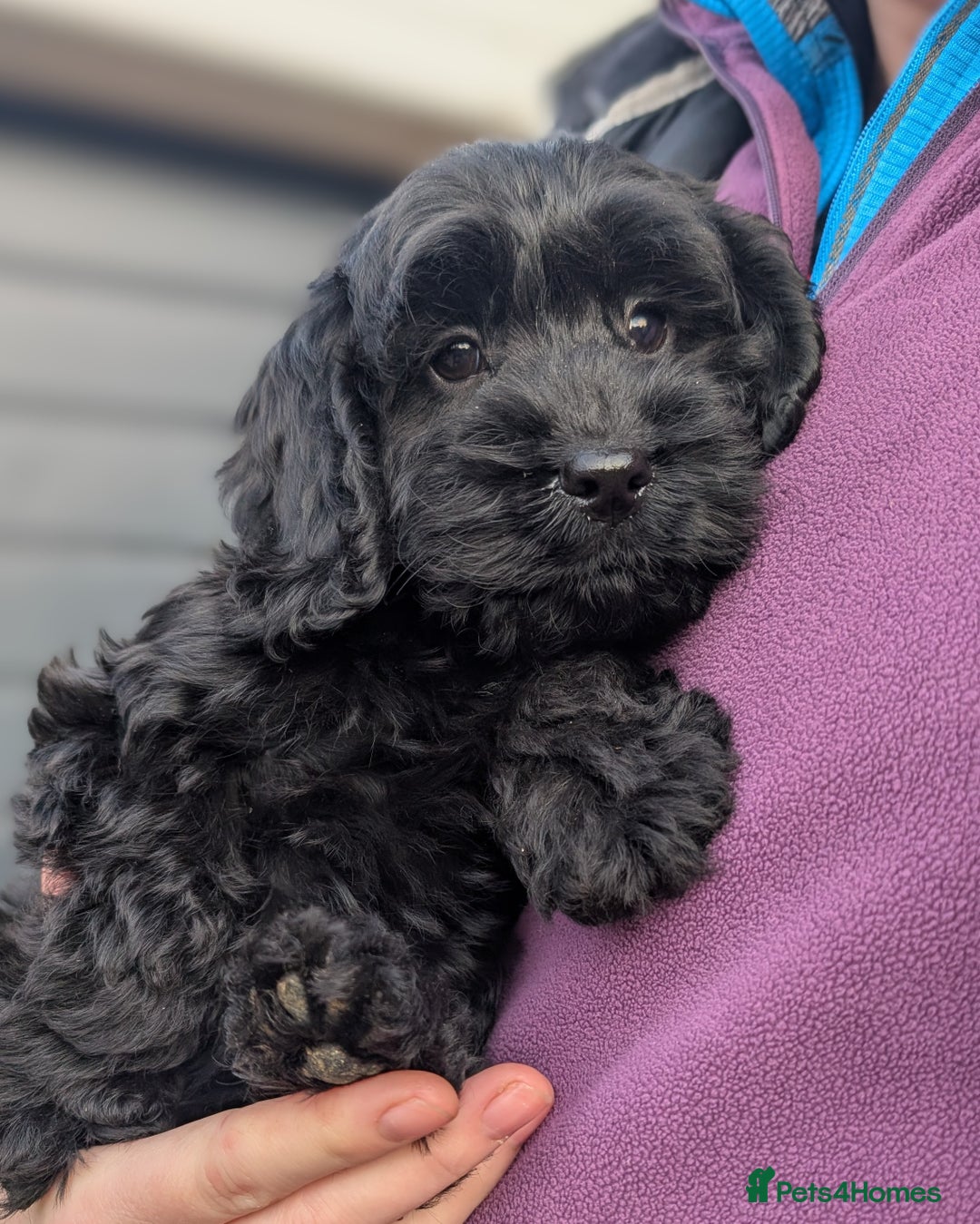 Cockapoo dogs for sale: Ready now! F1 cockapoo pups, health tested parents - Image 11
